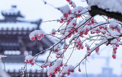 “梅须逊雪三分白，雪却输梅一段香”是什么意思？