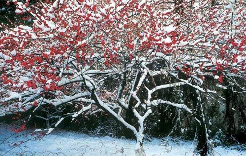 “冰雪林中著此身，不同桃李混芳尘”是什么意思？