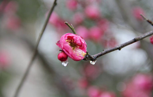 “好雨知时节，当春乃发生”是什么意思？