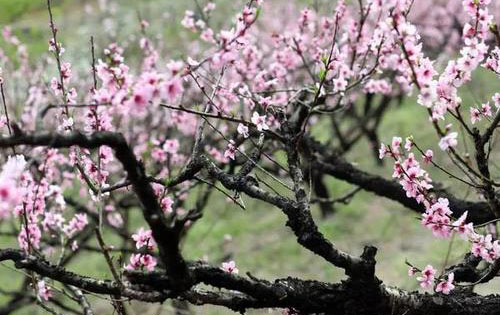 “梨花院落溶溶月，柳絮池塘淡淡风”是什么意思？