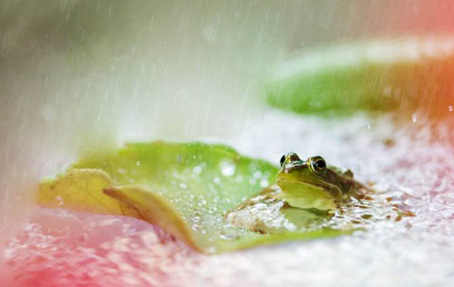 “黄梅时节家家雨，青草池塘处处蛙”是什么意思？