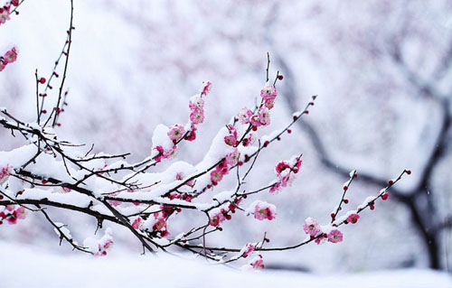 “看来岂是寻常色，浓淡由他冰雪中”是什么意思？